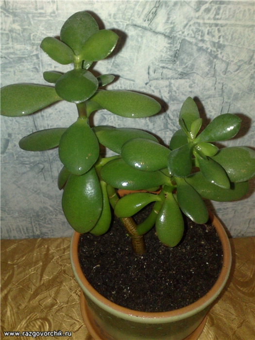 Crassula Arborescens